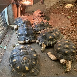 Radiated Tortoise