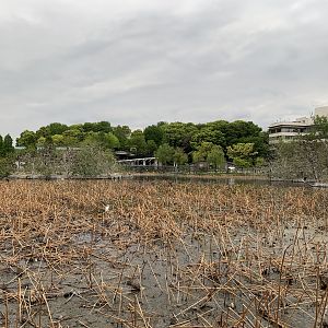 Lake- Great Cormorant Colony