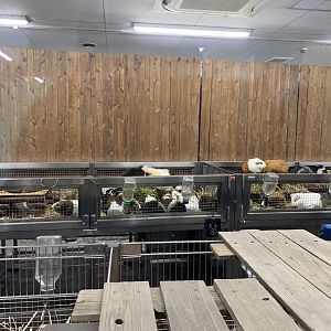 Guinea Pig Display