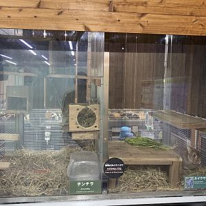 Chinchilla and Rabbit Exhibits