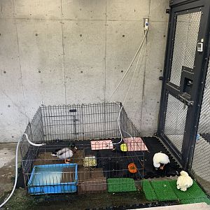 Domestic Duck Display