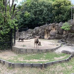 Japanese Serow and Ezo Sika Deer