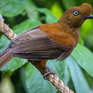 Andean cock-of-the-rock (Rupicola peruvianus)