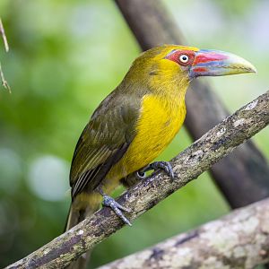 Saffron Toucanet (Pteroglossus bailloni)