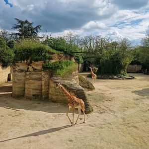 Kordofan Giraffe/ Grevy's Zebra exhibit
