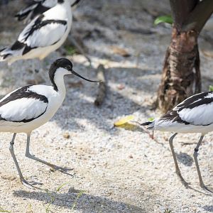 pied avocet (Recurvirostra avosetta)