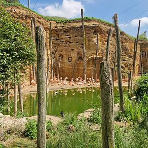 South American Aviary