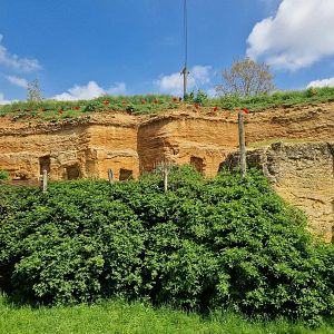 South American Aviary