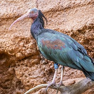 Northern Bald Ibis (Geronticus eremita)
