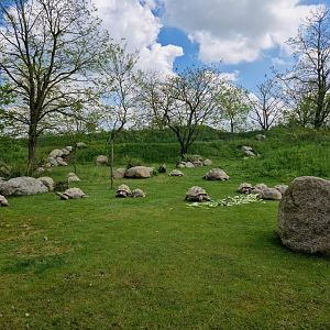 Radiated Tortoise/Aldabra's giant tortoises