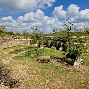 The  Valley of the Black Rhino