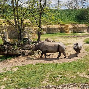 Black Rhino mother and calf