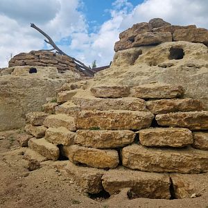 Meerkat/Bat-eared Fox/Cape Porcupine exhibit
