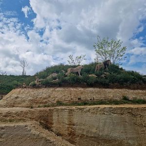 African Lions exhibit