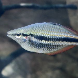 Banded Rainbowfish (Melanotaenia trifasciata)