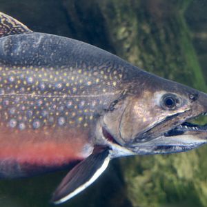 Brook Trout (Salvelinus fontinalis)