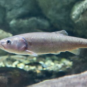 Central Stoneroller (Campostoma anomalum)