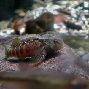 Greenside Darter (Etheostoma blennioides)