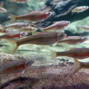 Rosyside Dace (Clinostomus funduloides)