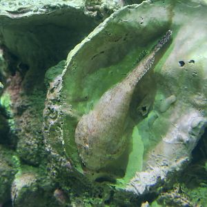 Skilletfish (Gobiesox strumosus)