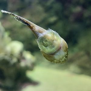 Skilletfish (Gobiesox strumosus)