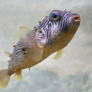 Striped Burrfish (Chilomycterus schoepfi)