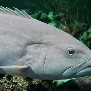 Gag Grouper (Mycteroperca microlepis)