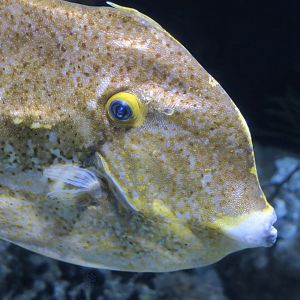Orange Filefish (Aluterus schoepfii)