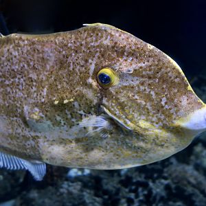 Orange Filefish (Aluterus schoepfii)