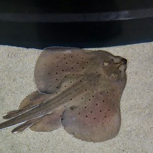 Little Skate (Leucoraja eglanteria)