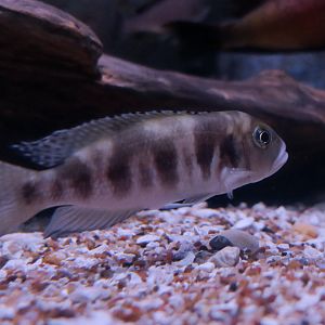 Hecqui Shell-Dweller (Neolamprologus hecqui)