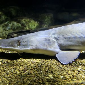 Pallid Sturgeon (Scaphirhynchus albus)