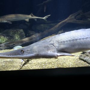 Pallid Sturgeon (Scaphirhynchus albus)