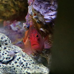 Arc-Eye Hawkfish (Paracirrhites arcatus)