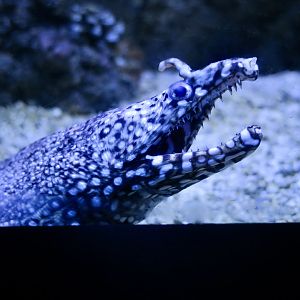 Dragon Moray (Enchelycore pardalis)