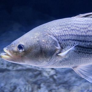 Striped Bass (Morone saxatilis)