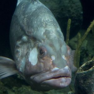 Red Grouper (Epinephelus morio)