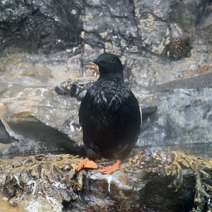 Black Guillemot (Cepphus grylle)