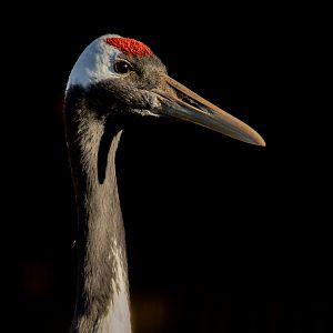 Red-crowned crane : Hamerton : 20 Jan 2023