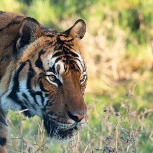 Malayan tiger : Hamerton : 20 Jan 2023