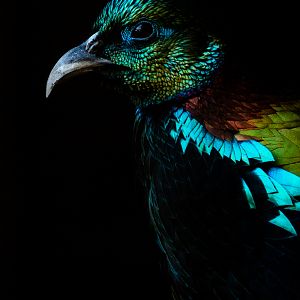 Himalayan monal : Hamerton : 20 Jan 2023