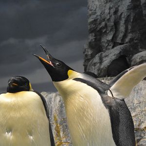 Emperor penguin (Aptenodytes forsteri)