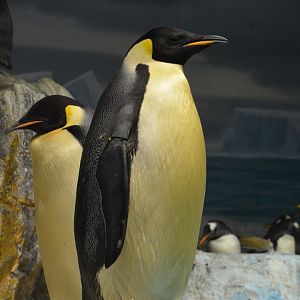 Emperor penguin (Aptenodytes forsteri)