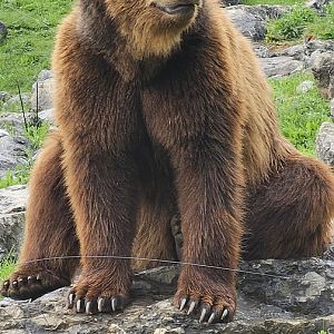 Brown bear