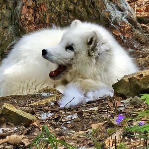 Arctic fox