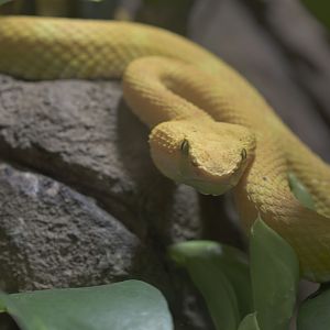Eyelash pitviper