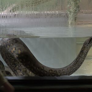 Green anaconda & visitor