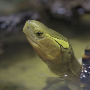 Yellow-margined box turtle