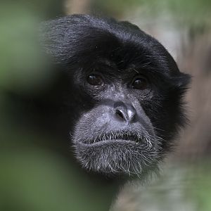 Siamang