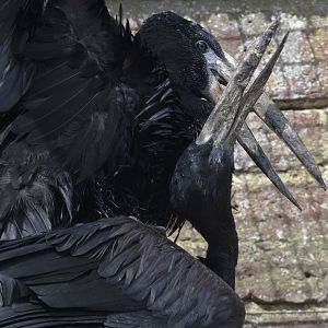 African open-billed storks mating
